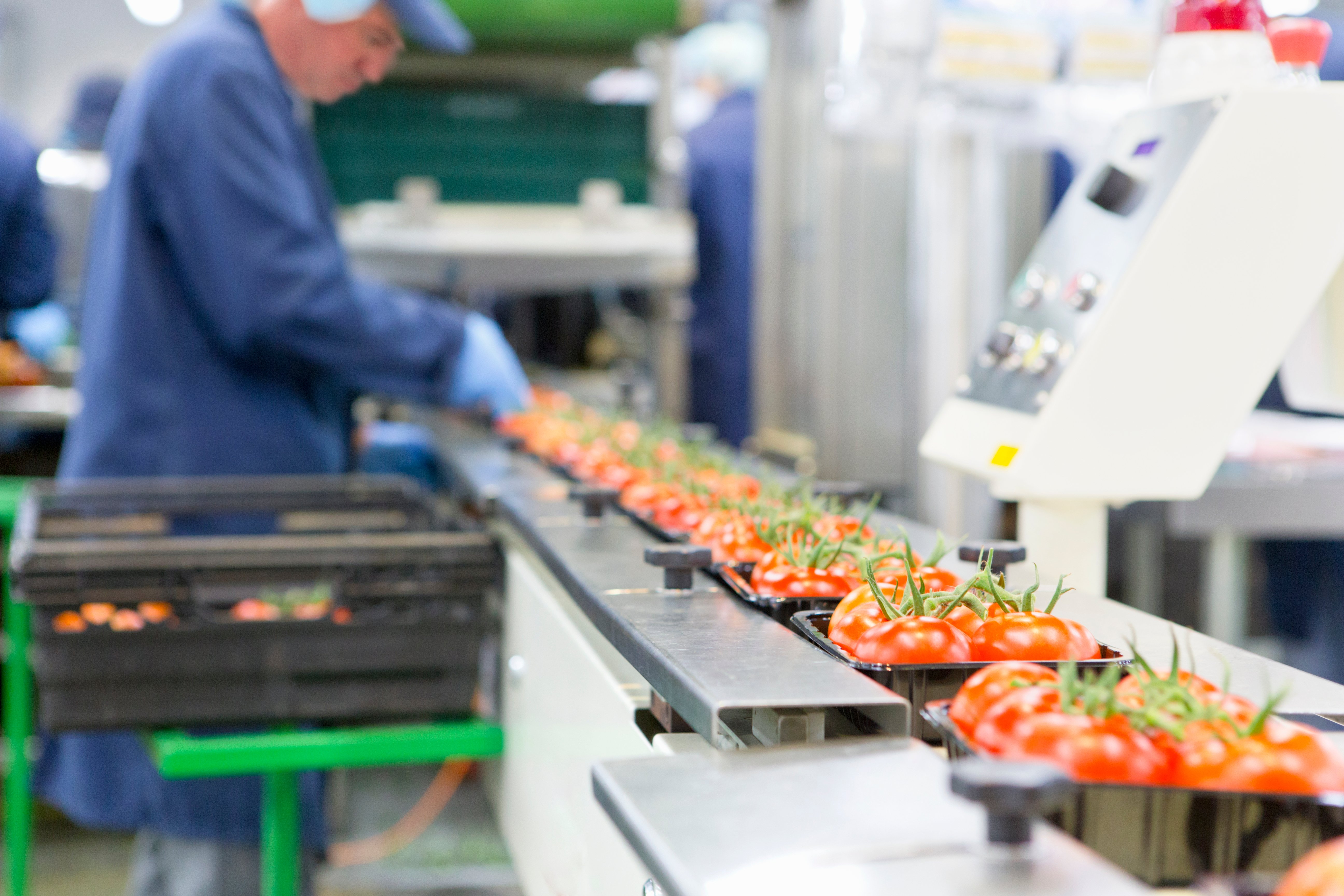 Worker inspecting tomatoes on an industrial food processing conveyor in a factory.