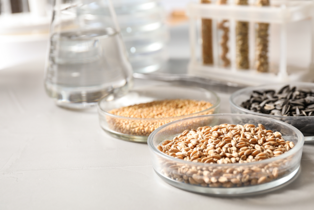 Petri dishes with assorted cereal grains and seeds on a laboratory table with glass beakers in the background